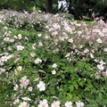 DSC07034